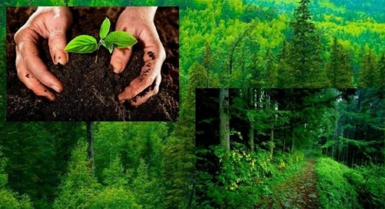 Как предпринимателям использовать ресурсы лесного сектора для устойчивого роста